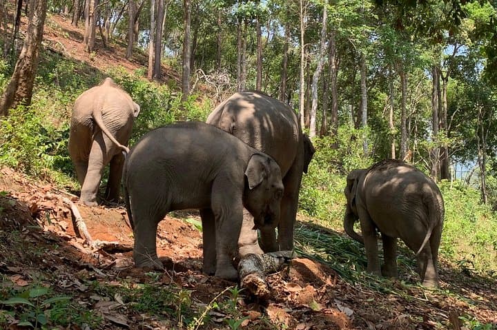 Elephant Pride Sanctuary Full-Day Tour — Ethical Elephant Experience Near Chiang Mai photo 5