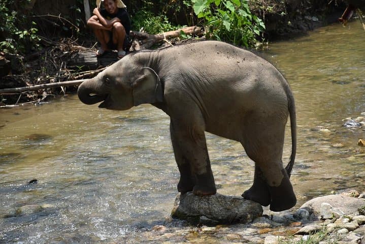 Elephant Pride Sanctuary Full-Day Tour — Ethical Elephant Experience Near Chiang Mai photo 6