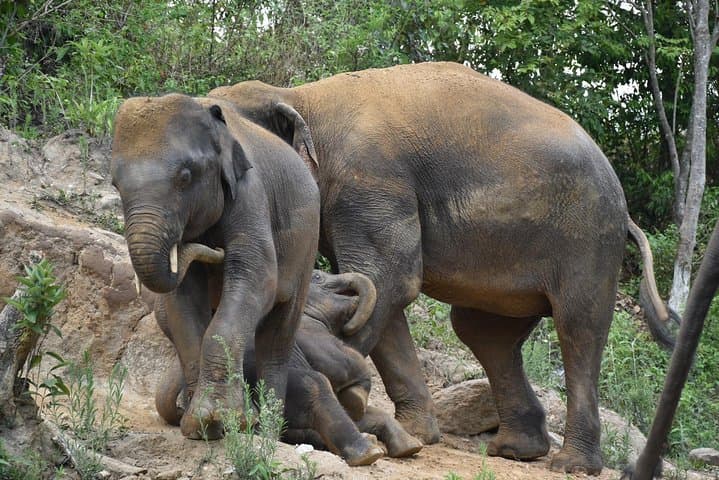 Elephant Pride Sanctuary Full-Day Tour — Ethical Elephant Experience Near Chiang Mai photo 4