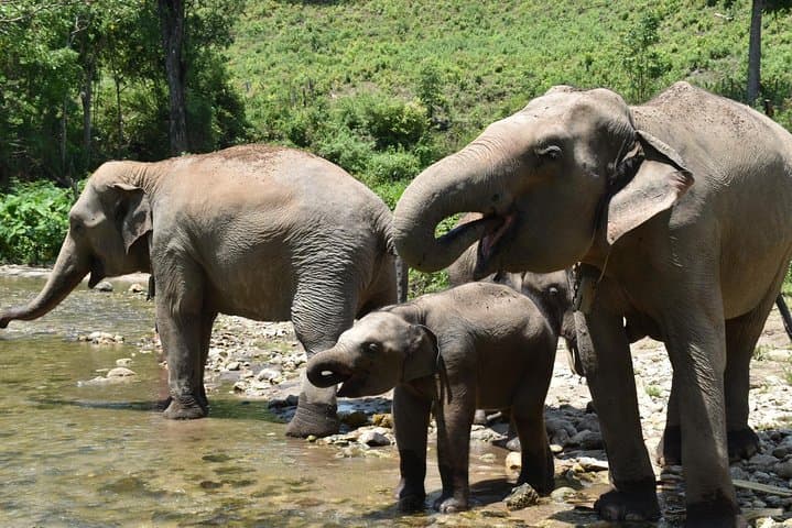 Elephant Pride Sanctuary Full-Day Tour — Ethical Elephant Experience Near Chiang Mai photo 2