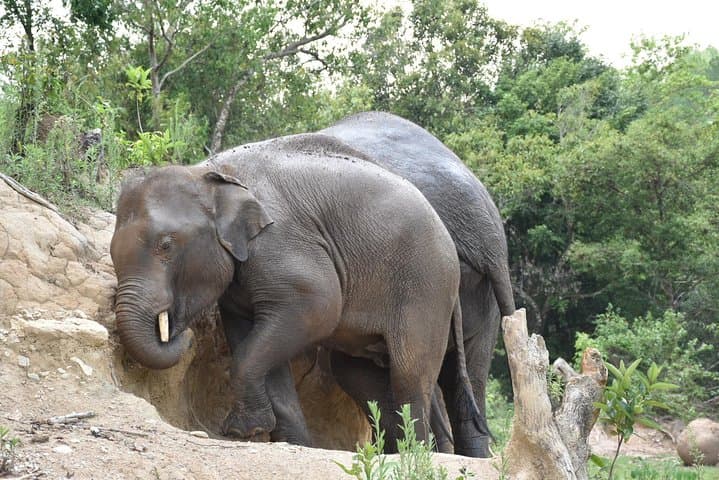 Elephant Pride Sanctuary Full-Day Tour — Ethical Elephant Experience Near Chiang Mai photo 3