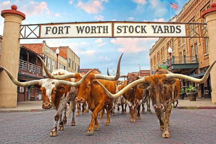 Fort Worth Highlights Tour: Stockyards Cattle Drive, Sundance Square & Old West History photo 1