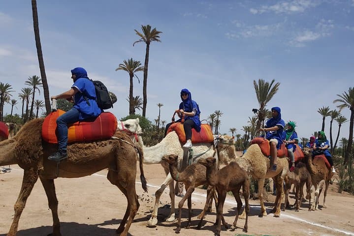 Camel Ride Marrakech: 2-Hour Palmeraie Experience on Dromedaries photo 3