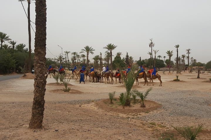 Camel Ride Marrakech: 2-Hour Palmeraie Experience on Dromedaries photo 4
