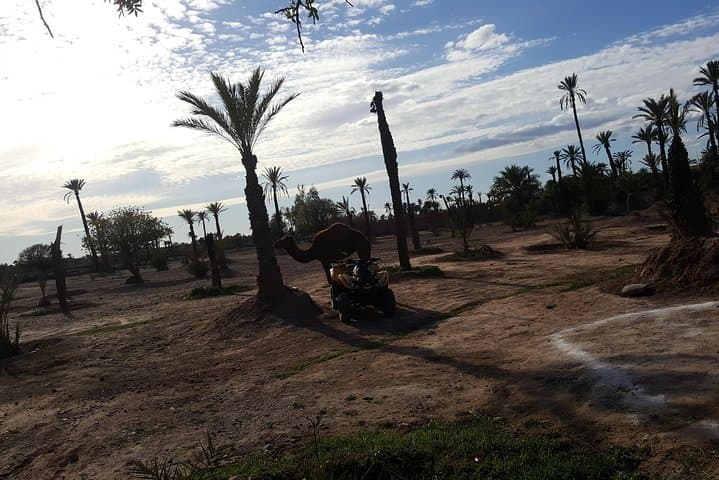 Camel Ride Marrakech: 2-Hour Palmeraie Experience on Dromedaries photo 5