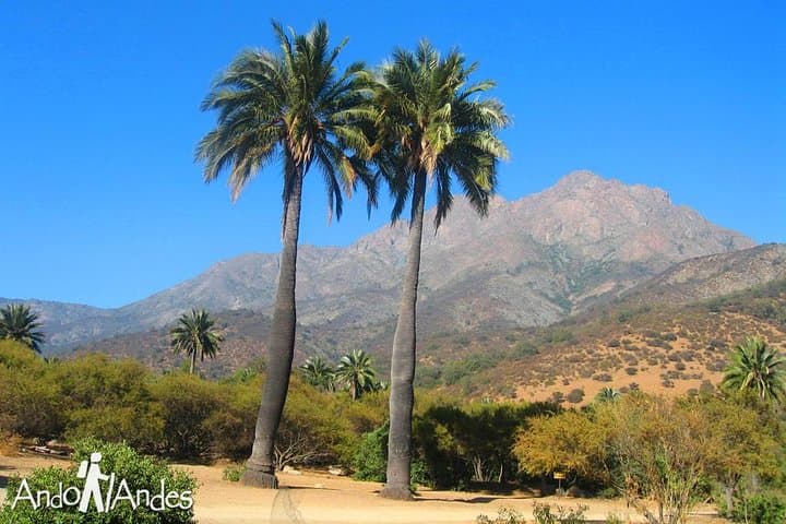 Hike La Campana National Park: Chilean Palm Trails & 30m Waterfall photo 4