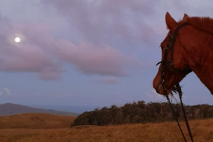 Sunset Ride to Terevaka: Horseback to Easter Island's Highest Point photo 6