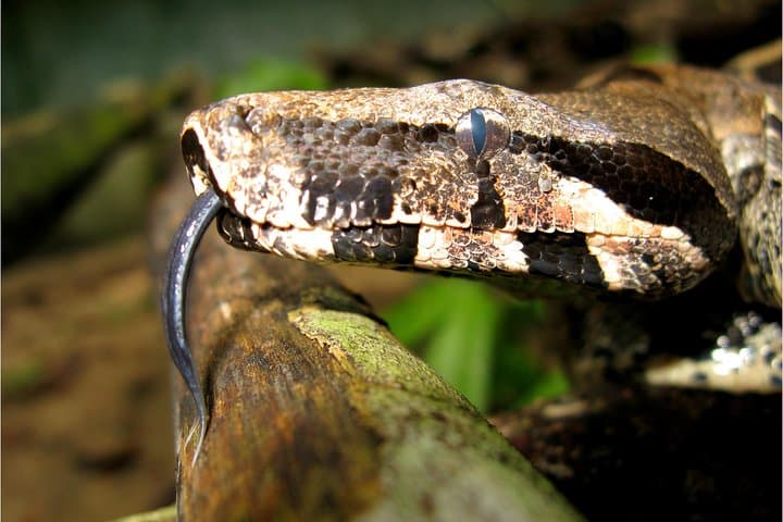 Amazon Survival Tour: 3-Day Jungle Camping & Canoe Adventure from Manaus