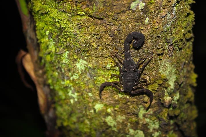 Into the Amazon: 5-Day Tapiri Lodge Adventure in the Anavilhanas photo 4