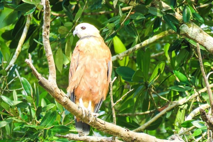 Amazon Survival Tour: 4-Day Jungle Camping & Survival near Manaus photo 5