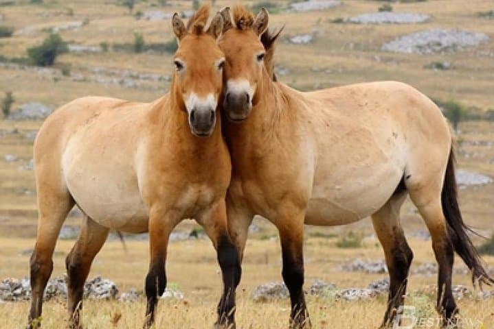 Khustai to Chinggis: Two National Parks and the World's Tallest Equestrian Statue photo 3