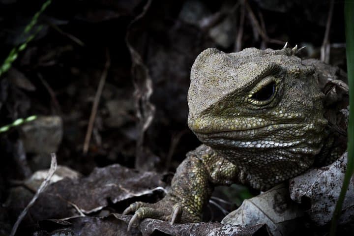 Zealandia by Night: Guided Eco Wildlife Walk in Wellington photo 5