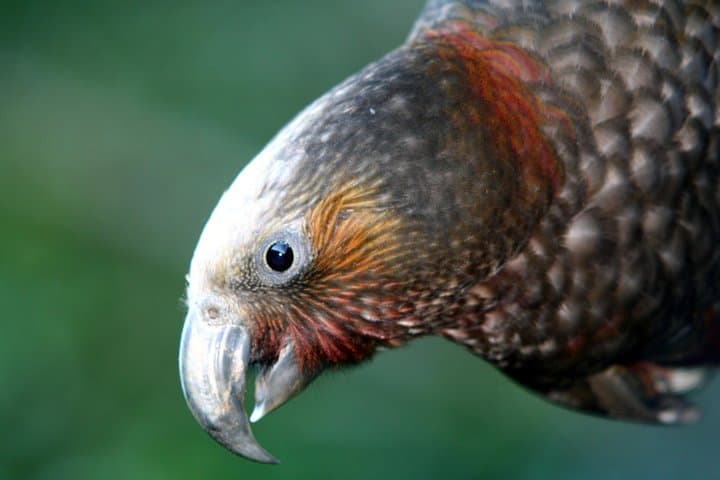 Zealandia by Night: Guided Eco Wildlife Walk in Wellington photo 6