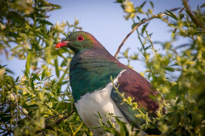 Zealandia Twilight Guided Eco Wildlife Tour — Night Walk in Wellington’s Urban Sanctuary photo 5