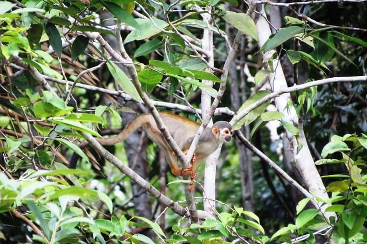Amazon Survival Tour: 6-Day Jungle Camping, Canoeing & Bushcraft from Manaus