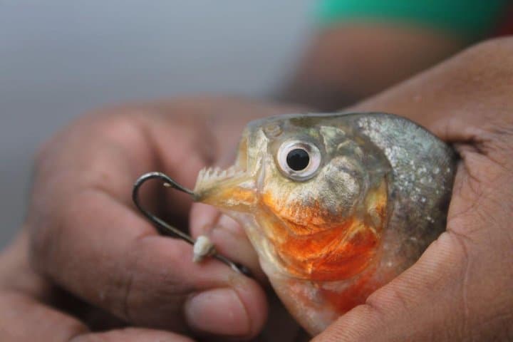 Amazon Survival Tour: 6-Day Jungle Camping, Canoeing & Bushcraft from Manaus photo 3