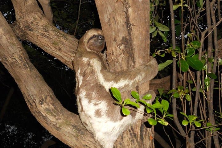 Amazon Survival Tour: 6-Day Jungle Camping, Canoeing & Bushcraft from Manaus photo 4