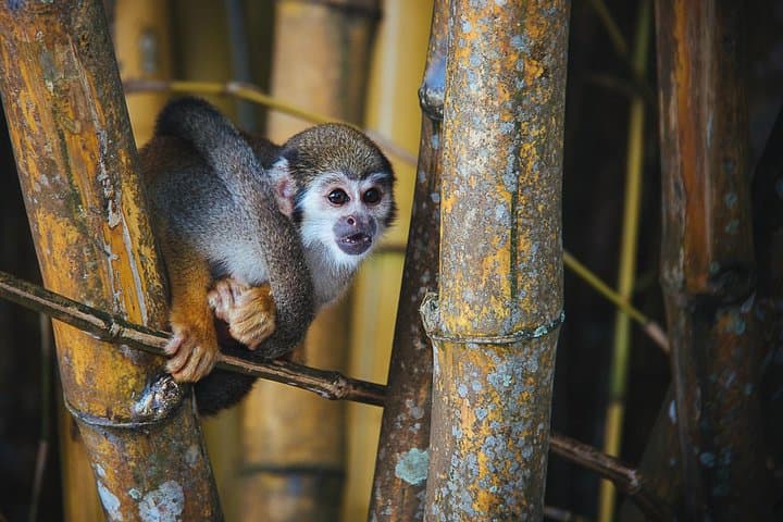 3-Day Jungle Adventure at Tapiri Rio Anavilhanas Lodge from Manaus photo 2