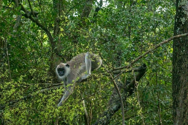 Wilpattu National Park Jeep Safari From Bentota — Day Trip to the Villus and Wildlife photo 3