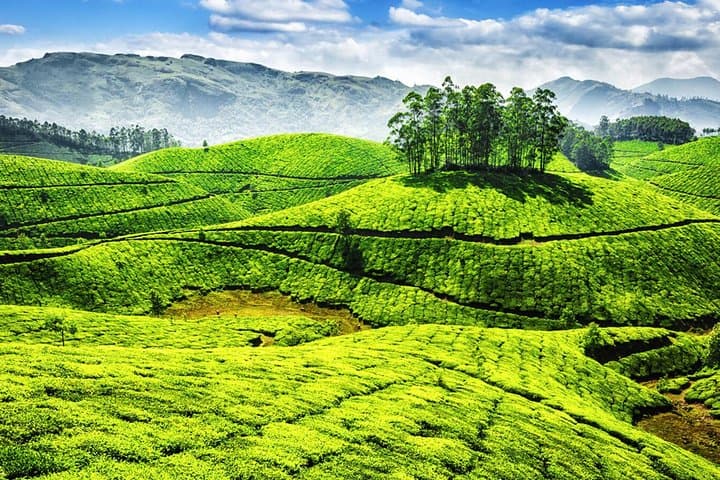 Best of Kerala: 8-Day Backwaters, Hills & Wildlife photo 5