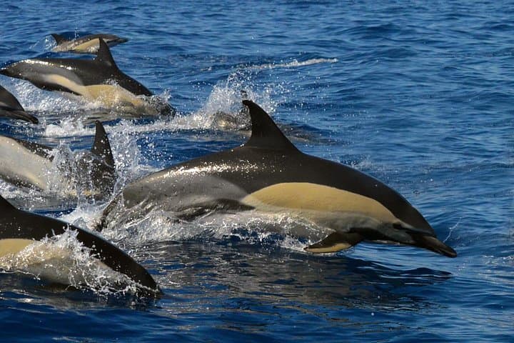 Tenerife Whale Watching from Costa Adeje - Small-Group 2-Hour Eco Adventure photo 5
