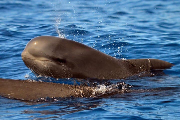 Tenerife Whale Watching from Costa Adeje - Small-Group 2-Hour Eco Adventure photo 2