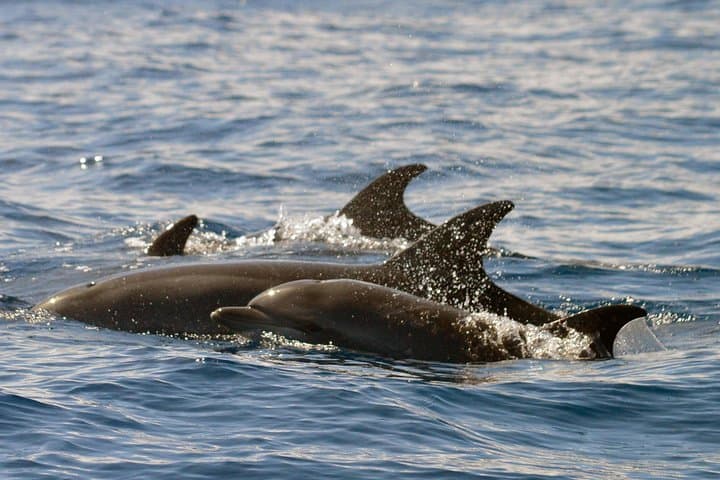 Tenerife Whale Watching from Costa Adeje - Small-Group 2-Hour Eco Adventure photo 6