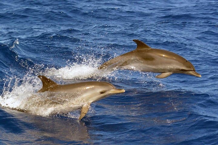 Private 2-Hour Whale Watching Tour from Costa Adeje, Tenerife photo 6