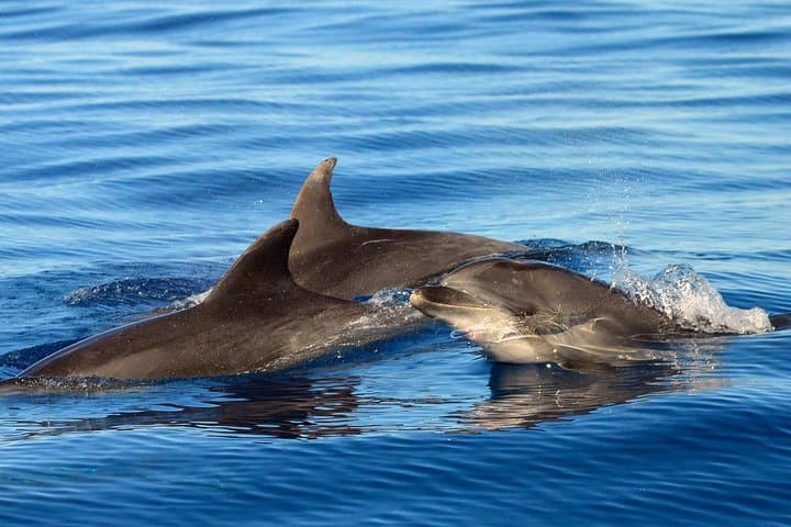 Private 2-Hour Whale Watching Tour from Costa Adeje, Tenerife photo 5