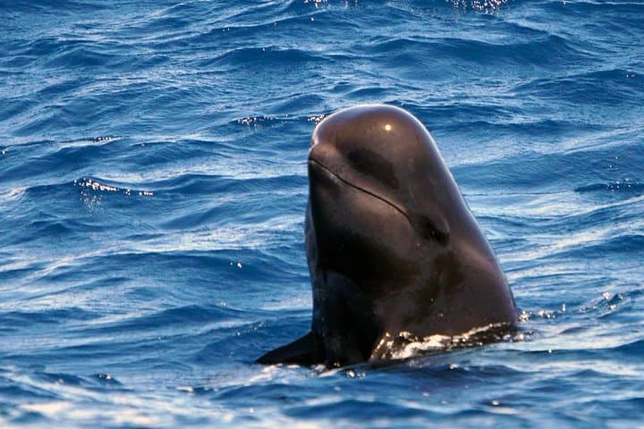 Private 2-Hour Whale Watching Tour from Costa Adeje, Tenerife photo 4