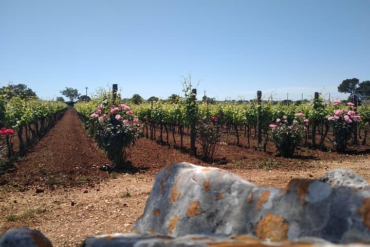 E‑Bike Through Trulli: Alberobello & Valle d'Itria Wine Tour photo 3