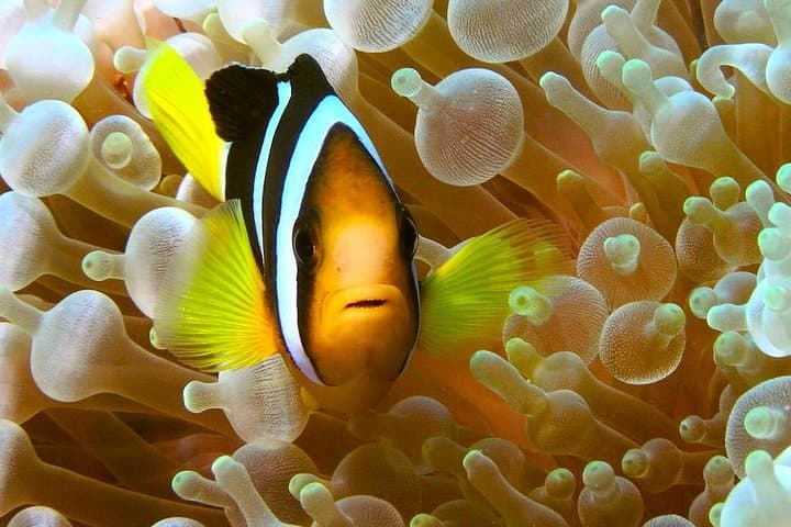 Try Scuba Diving from Phuket: Introductory Ocean Dives on M/V Matcha nu photo 5
