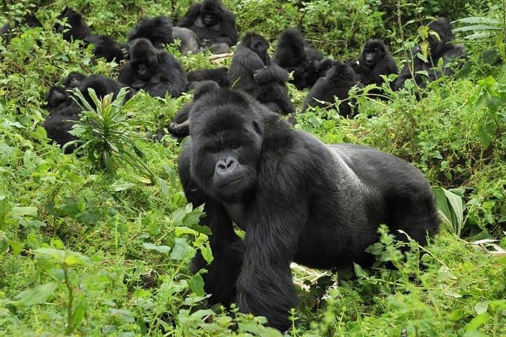 4-Day Gorilla Tracking in Uganda — Bwindi Mountain Gorilla Trek