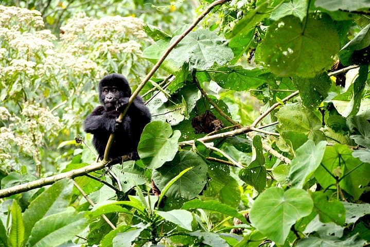 4-Day Gorilla Tracking in Uganda — Bwindi Mountain Gorilla Trek photo 3