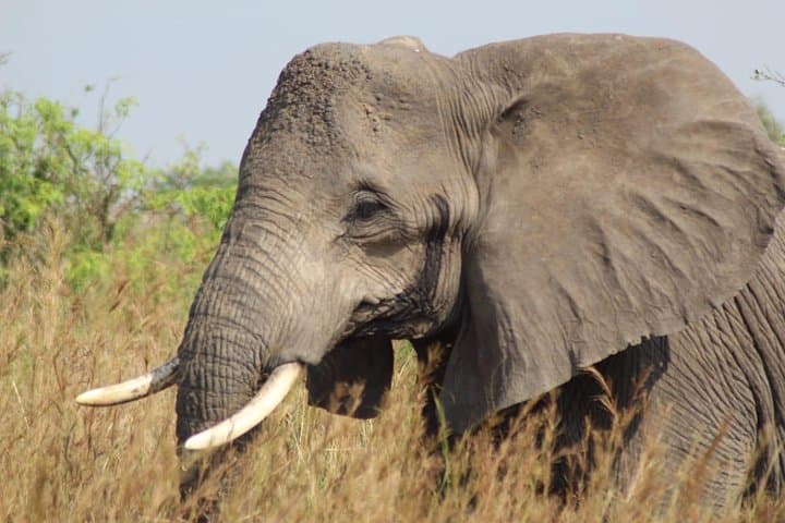 5-Day Uganda Safari: Chimpanzee Habituation at Kibale & Murchison Falls Boat Cruise photo 2