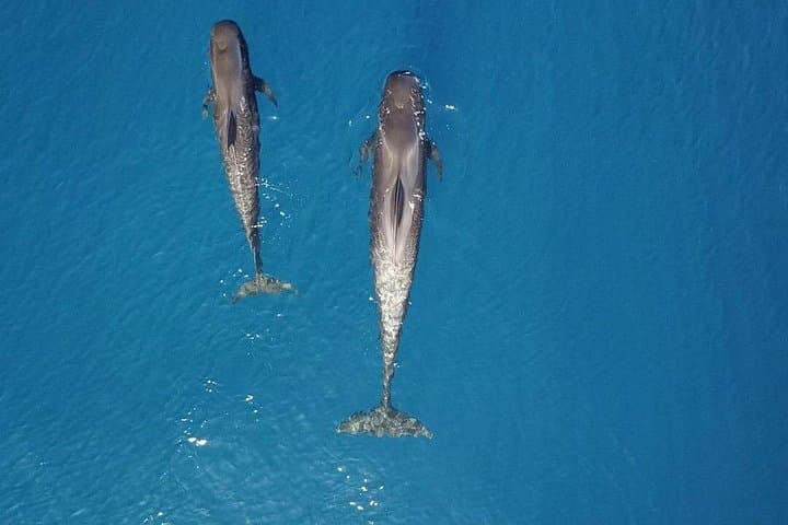 Private Catamaran Whale Watching in Tenerife: Los Gigantes & Masca Bay photo 2