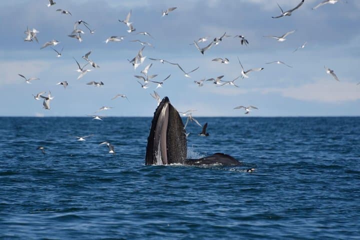 Original Whale-Watching Cruise from Reykjavik: Faxaflói Bay Wildlife photo 3