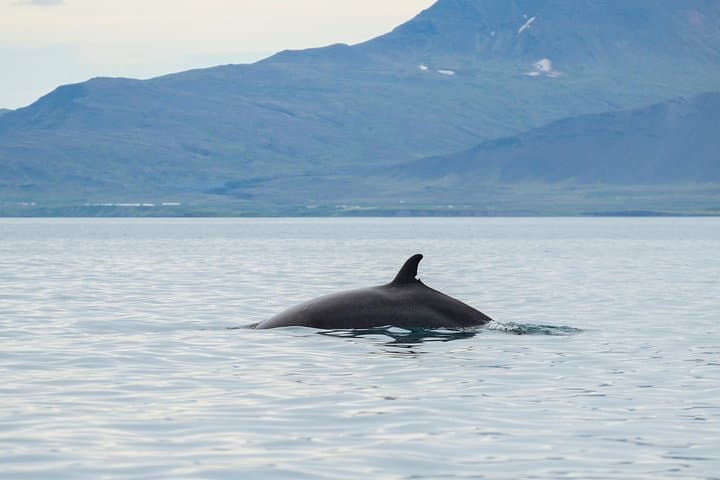 Original Whale-Watching Cruise from Reykjavik: Faxaflói Bay Wildlife photo 6