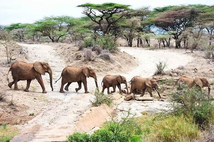 Tarangire National Park Day Safari — Elephants, Flamingo Plains & Big Five Viewing photo 2