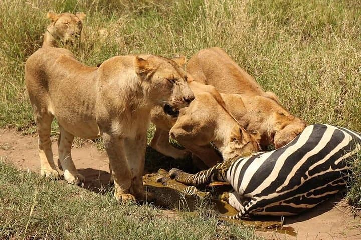 4-Day Group Safari: Tarangire, Serengeti & Ngorongoro Adventure photo 2