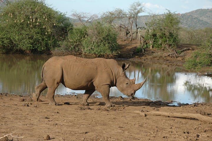 Explore Arusha National Park: Day Safari to Ngurdoto Crater & Momella Lakes photo 1