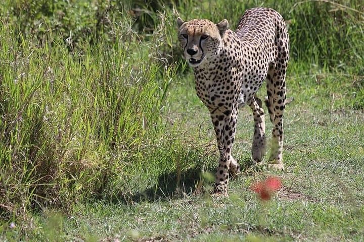 2-Day Tanzania Safari: Tarangire & Ngorongoro Crater Adventure photo 2