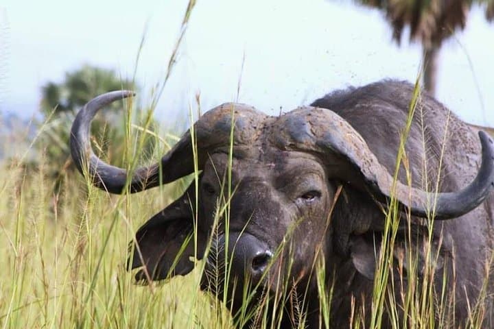 5-Day Uganda Safari: Chimpanzee Habituation at Kibale & Murchison Falls Boat Cruise photo 3