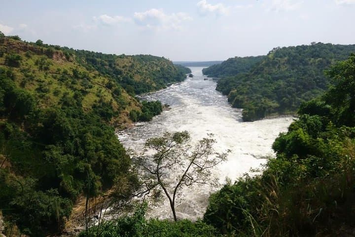 5-Day Uganda Safari: Chimpanzee Habituation at Kibale & Murchison Falls Boat Cruise photo 4