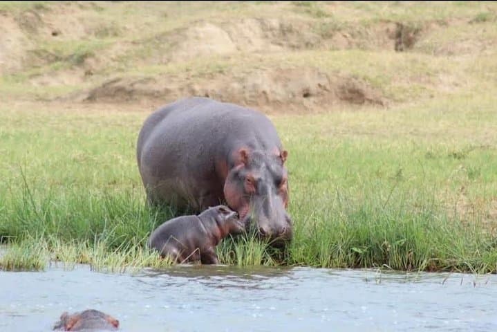 5-Day Uganda Safari: Chimpanzee Habituation at Kibale & Murchison Falls Boat Cruise photo 5