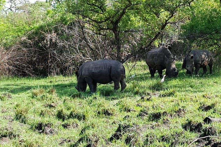 5-Day Uganda Safari: Chimpanzee Habituation at Kibale & Murchison Falls Boat Cruise photo 6