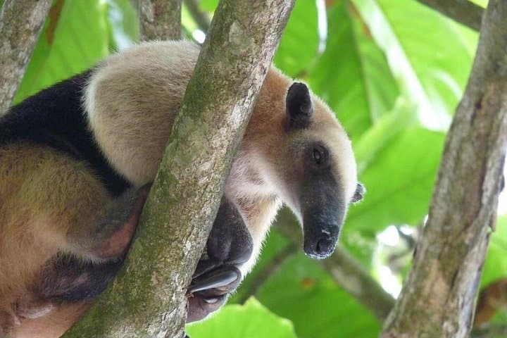 One-Day Corcovado Adventure from Manuel Antonio: Boat Through Sierpe to San Pedrillo photo 2