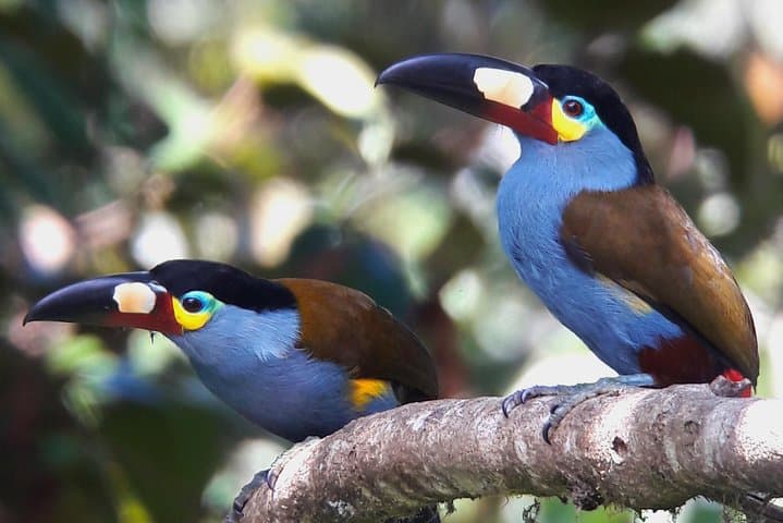Mindo Cloud-Forest Birding with an Expert Guide — Sword-billed Hummingbird & Antpitta Viewing photo 2