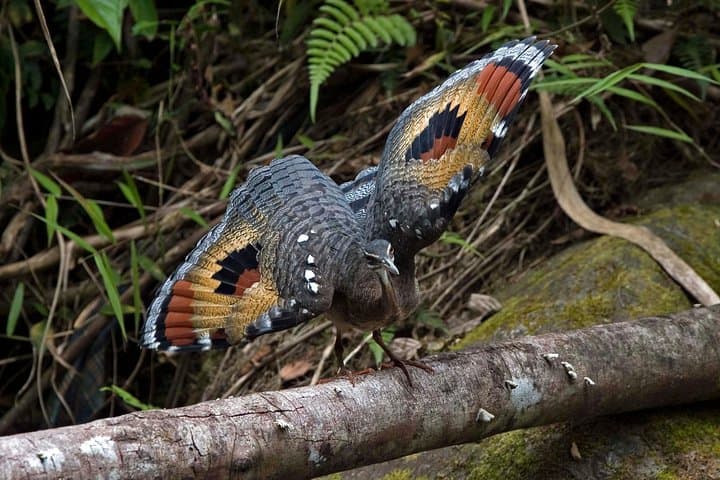 Mindo Cloud-Forest Birding with an Expert Guide — Sword-billed Hummingbird & Antpitta Viewing photo 5
