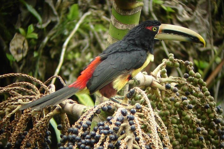 Mindo Cloud-Forest Birding with an Expert Guide — Sword-billed Hummingbird & Antpitta Viewing photo 6